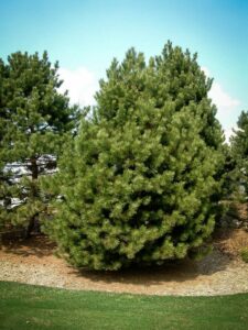 Сосна Чёрная (Pinus Nigra) купить по цене от 270.00р. в интернет-магазине «Посадика» с доставкой почтой в в Обоянье и по всей России – [изображение №1].