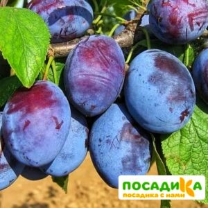 Слива Чачакская ранняя купить по цене от 229.00р. в интернет-магазине «Посадика» с доставкой почтой в в Обоянье и по всей России – [изображение №1].