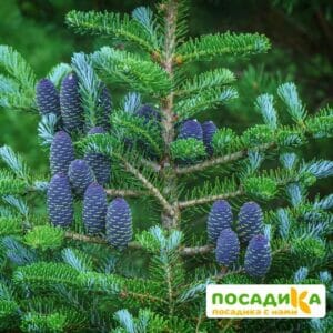 Пихта корейская (Abies koreana) купить по цене от 450.00р. в интернет-магазине «Посадика» с доставкой почтой в в Обоянье и по всей России – [изображение №1].