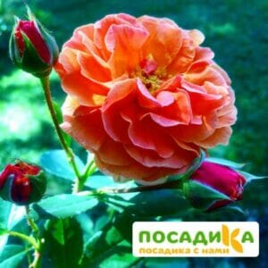 Роза Арабия купить по цене от 350.00р. в интернет-магазине «Посадика» с доставкой почтой в в Обоянье и по всей России – [изображение №1].