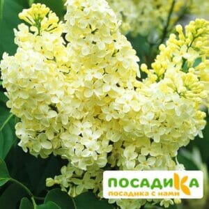 Сирень Примроуз (Primrose) купить по цене от 529.00р. в интернет-магазине «Посадика» с доставкой почтой в в Обоянье и по всей России – [изображение №1].