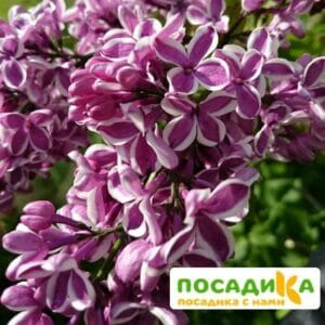 Сирень Сенсация купить по цене от 529.00р. в интернет-магазине «Посадика» с доставкой почтой в в Обоянье и по всей России – [изображение №1].