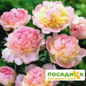 Пион Распберри Сандей (Paeonia Raspberry Sundae) купить по цене от 959р. в интернет-магазине «Посадика» с доставкой почтой в в Обоянье и по всей России – [изображение №1].