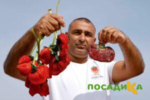 Клубника Гигант Джорнея купить по цене от 266р. в интернет-магазине «Посадика» с доставкой почтой в в Обоянье и по всей России – [изображение №1].