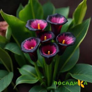 Калла Аура Лейс купить по цене от 400р. в интернет-магазине «Посадика» с доставкой почтой в в Обоянье и по всей России – [изображение №1].
