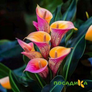 Калла Оникс купить по цене от 450р. в интернет-магазине «Посадика» с доставкой почтой в в Обоянье и по всей России – [изображение №1].