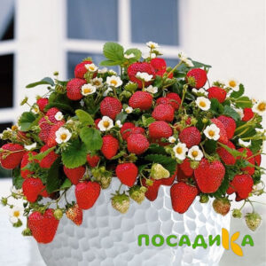 Клубника Рубиновый Шепот (горшечная) купить по цене от 240р. в интернет-магазине «Посадика» с доставкой почтой в в Обоянье и по всей России – [изображение №1].