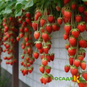 Клубника вьющаяся Комплимент купить по цене от 470р. в интернет-магазине «Посадика» с доставкой почтой в в Обоянье и по всей России – [изображение №1].