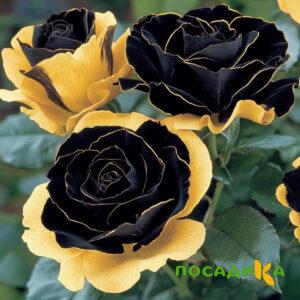 Роза Ханни Сикл купить по цене от 700р. в интернет-магазине «Посадика» с доставкой почтой в в Обоянье и по всей России – [изображение №1].