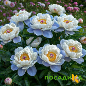 Пион акварельный Этюд купить по цене от 806р. в интернет-магазине «Посадика» с доставкой почтой в в Обоянье и по всей России – [изображение №1].