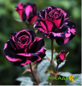 Роза Багровый Шепот купить по цене от 366р. в интернет-магазине «Посадика» с доставкой почтой в в Обоянье и по всей России – [изображение №1].