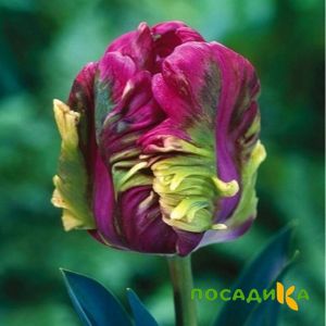 Тюльпан Экзотик Хэвен купить по цене от 186р. в интернет-магазине «Посадика» с доставкой почтой в в Обоянье и по всей России – [изображение №1].