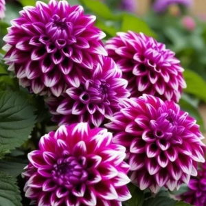 Георгин Кристал Корт купить по цене от 602р. в интернет-магазине «Посадика» с доставкой почтой в в Обоянье и по всей России – [изображение №1].