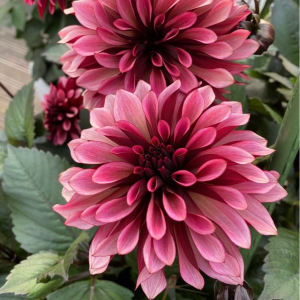 Георгин Перли Сансет купить по цене от 309р. в интернет-магазине «Посадика» с доставкой почтой в в Обоянье и по всей России – [изображение №1].