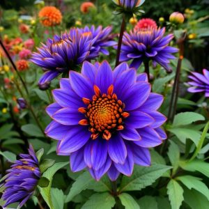 Георгин Лазурит купить по цене от 799р. в интернет-магазине «Посадика» с доставкой почтой в в Обоянье и по всей России – [изображение №1].