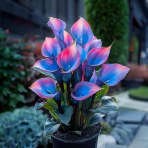 Калла Импрессия купить по цене от 590р. в интернет-магазине «Посадика» с доставкой почтой в в Обоянье и по всей России – [изображение №1].