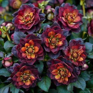 Морозник Сноу Дроп купить по цене от 348р. в интернет-магазине «Посадика» с доставкой почтой в в Обоянье и по всей России – [изображение №1].