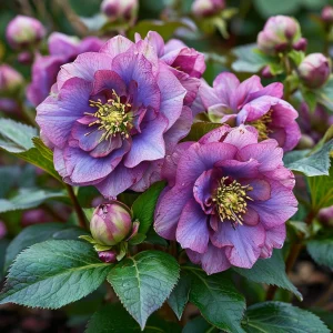 Морозник Айс Принцесс Чарм купить по цене от 650р. в интернет-магазине «Посадика» с доставкой почтой в в Обоянье и по всей России – [изображение №1].