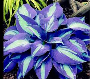 Хоста Аурелия купить по цене от 450р. в интернет-магазине «Посадика» с доставкой почтой в в Обоянье и по всей России – [изображение №1].